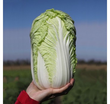 Капуста Тенсаі (KS 374) F1, Kitano Seeds