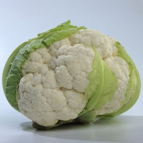 Капуста Місора F1, Kitano Seeds