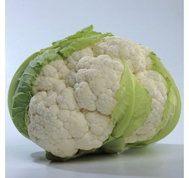 Капуста Місора F1, Kitano Seeds