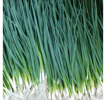 Цибуля Вулкан, Kitano Seeds