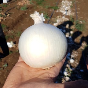 Цибуля KS 725 F1, Kitano Seeds