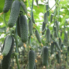 Огірок KS 80 F1, Kitano Seeds