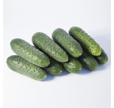 Огірок KS 70 F1, Kitano Seeds