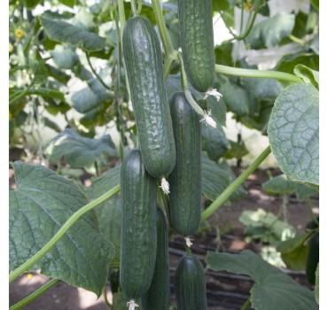 Огірок KS 930 F1, Kitano Seeds