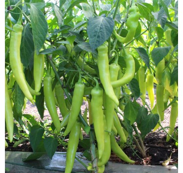 Перець KS 65 F1, Kitano Seeds Перець KS 65 F1, Kitano Seeds
