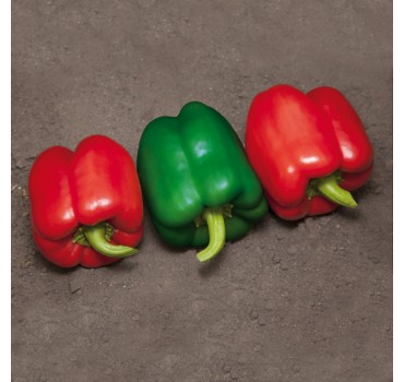 Перець Катан (KS 04) F1, Kitano Seeds