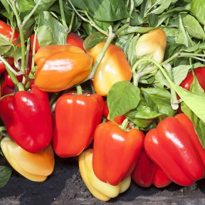 Перець KS 3115 F1, Kitano Seeds