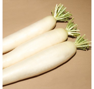 Редис Титан, Kitano Seeds