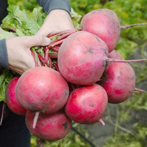 Редис KS 2078 F1, Kitano Seeds