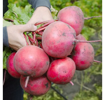 Редис KS 2078 F1, Kitano Seeds