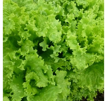 Салат KS 129, Kitano Seeds