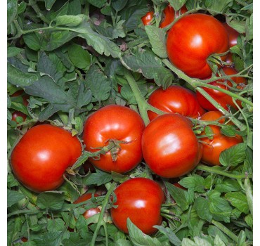 Томат Аніта F1, Kitano Seeds