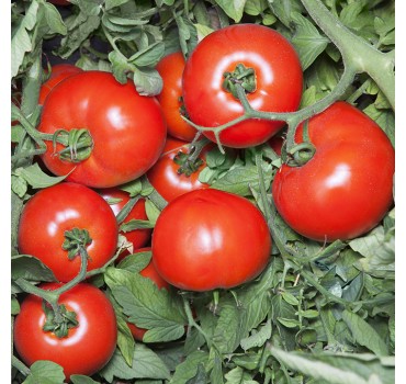 Томат Хайд (KS 835) F1, Kitano Seeds