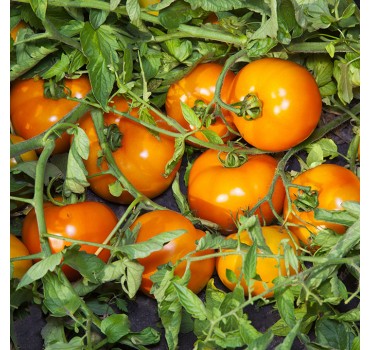 Томат Айсан F1, Kitano Seeds