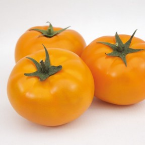 Томат Ямамото (KS 10) F1, Kitano Seeds Томат Ямамото (KS 10) F1, Kitano Seeds