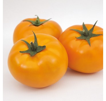 Томат Ямамото (KS 10) F1, Kitano Seeds