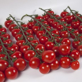 Томат Ітіро KS 4559 F1, Kitano Seeds