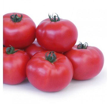 Томат Асано (KS 38) F1, Kitano Seeds