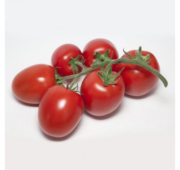 ТОМАТ БАНТІ KS 3819 F1, KITANO SEEDS