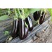Баклажан Честер F1, Ergon seeds