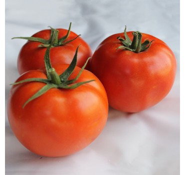 Томат Дуал Лардж F1, Ergon seeds