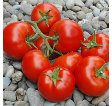 Томат Пріос F1, Ergon seeds