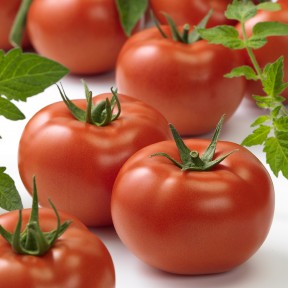 Томат Ронда F1, Ergon seeds