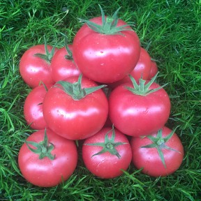Томат Пінк Делайт F1, Ergon seeds