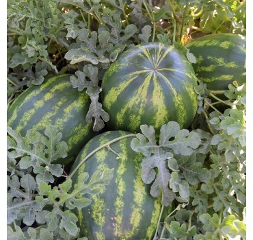 Кавун Маракеш F1, Ergon seeds