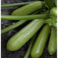 Кабачок  Аміно (ES 621 F1), Ergon seeds