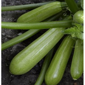 Кабачок Амино (ES 621 F1), Ergon seeds