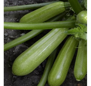 Кабачок  Аміно (ES 621 F1), Ergon seeds