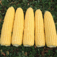 Кукурудза Турбін F1, Clause