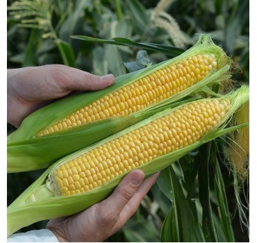 Кукурудза Ліскам F1, Clause