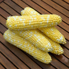 Кукурудза Ракель F1, Clause