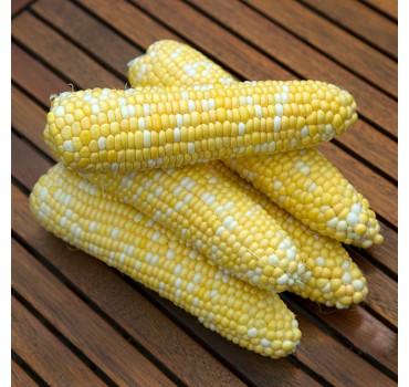 Кукурудза Ракель F1, Clause