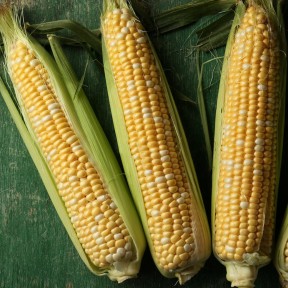 Кукурудза Камберленд F1, Clause