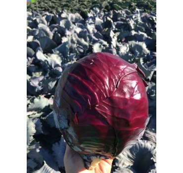 Капуста червоноголова Редгард F1 | RedgardF1, Clause Капуста червоноголова Редгард F1 | RedgardF1, Clause