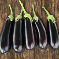 Баклажан Казимир (HMC 1404) F1 | Casimir F1, Clause