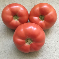 Томат Панамера F1 | Panamera F1, Clause