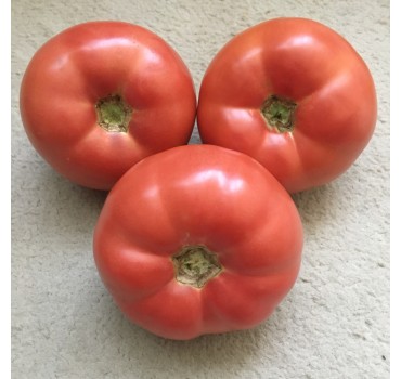 Томат Панамера F1 | Panamera F1, Clause