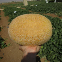 Диня Мілан F1 | Milan F1, Clause