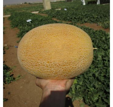 Диня Мілан F1 | Milan F1, Clause