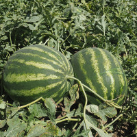 Кавун Епіка F1 | Epica F1, Clause