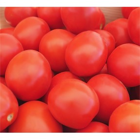 Томат Баста F1 | Basta F1, Clause