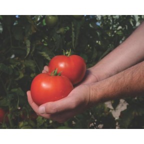 Томат Рихам F1 | Riham F1, Clause