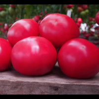 Томат Макан F1 | Makan F1, Clause