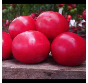 Томат Макан F1 | Makan F1, Clause