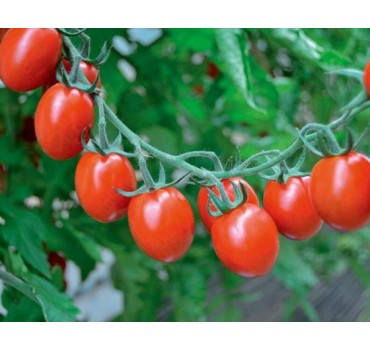 Томат Туті Фруті F1 | Tutti-Frutti F1, Clause