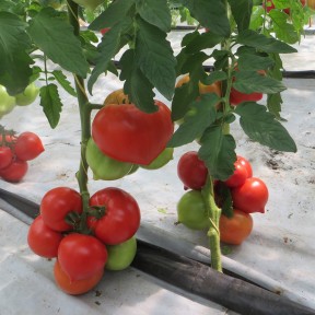 Томат Целестин F1 | Celestin F1, Clause Томат Целестин F1 | Celestin F1, Clause